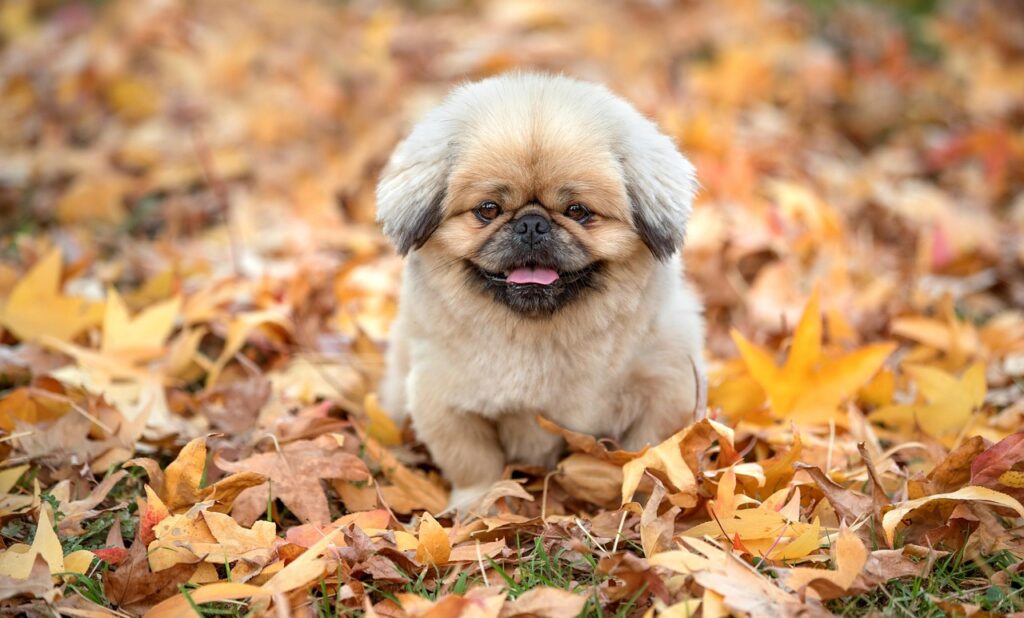 秋刀魚のワタの美味しい食べ方とは？