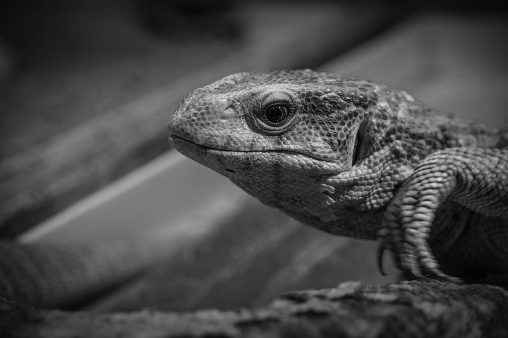 かぼちゃを冷凍する方法はどのようにすれば良いですか？