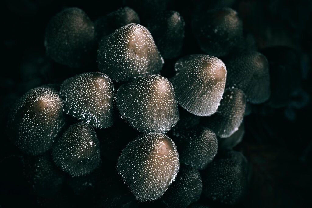 きのこのアヒージョを作った後の残りオイルの活用法は？