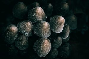 きのこのアヒージョを作った後の残りオイルの活用法は？