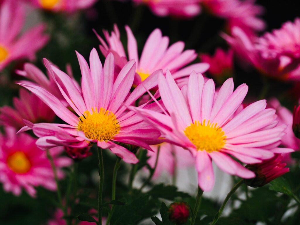 秋の夜長にぴったりのおつまみは何ですか？