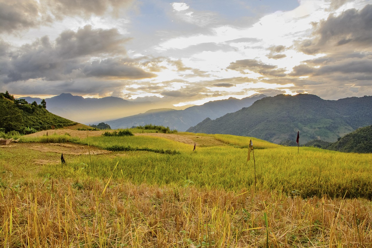 さんまの炊き込みご飯は骨まで美味しく楽しめる？