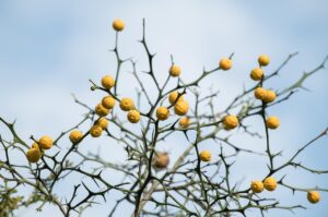 秋なすとひき肉のボロネーゼの美味しいレシピは？