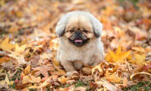 秋鮭ムニエルを使ったおすすめ献立は？