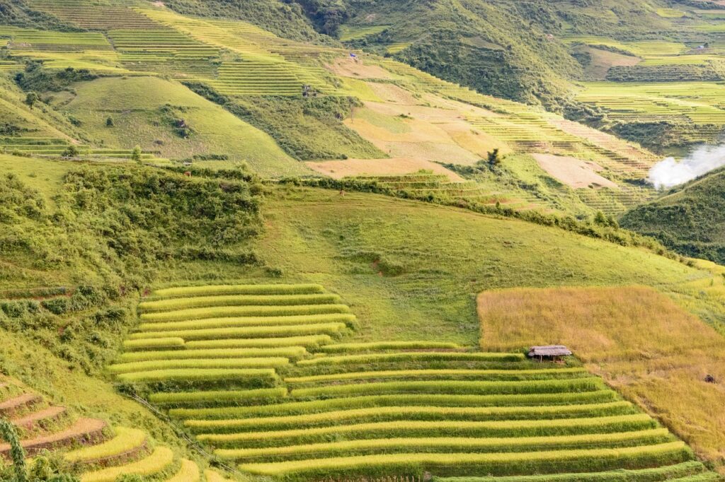 きのこを使った炊き込みご飯の黄金比とは？