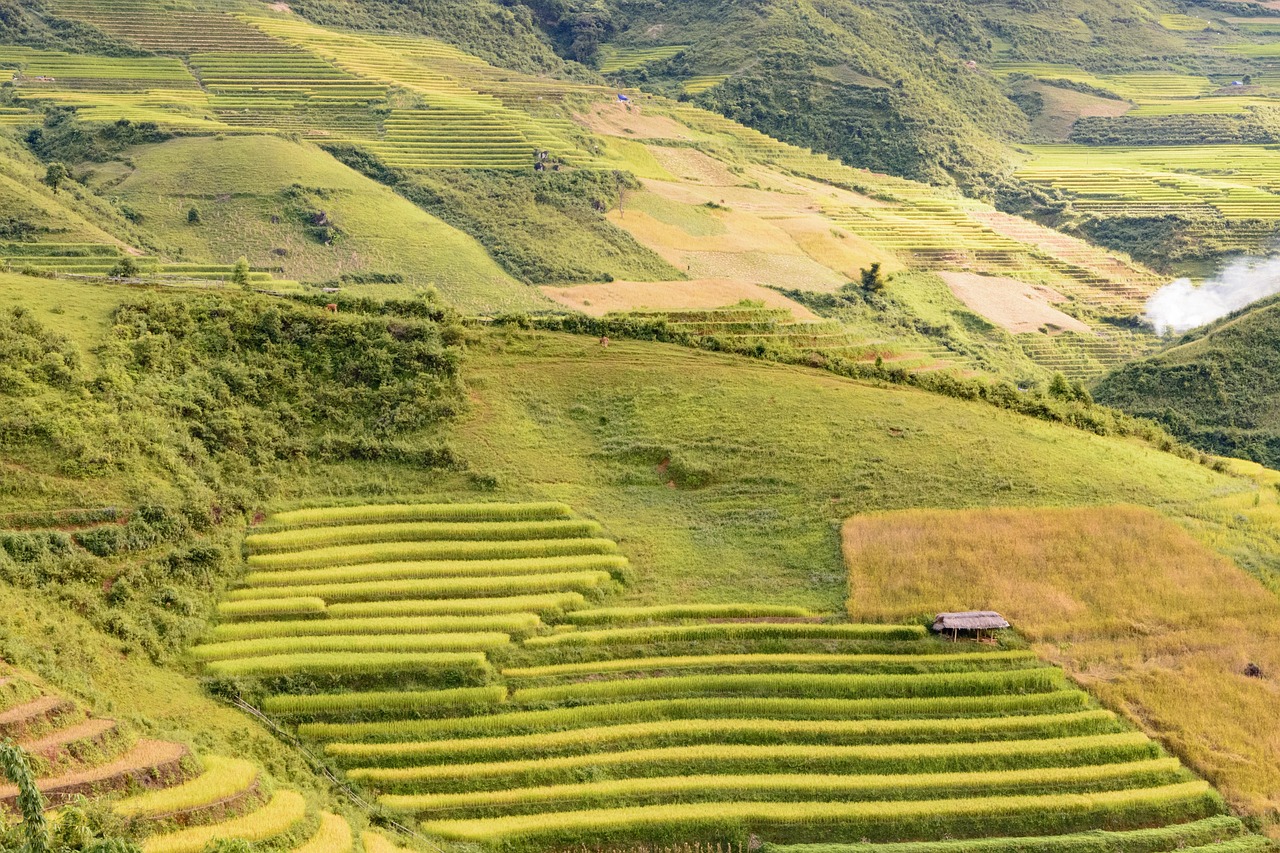 きのこを使った炊き込みご飯の黄金比とは？