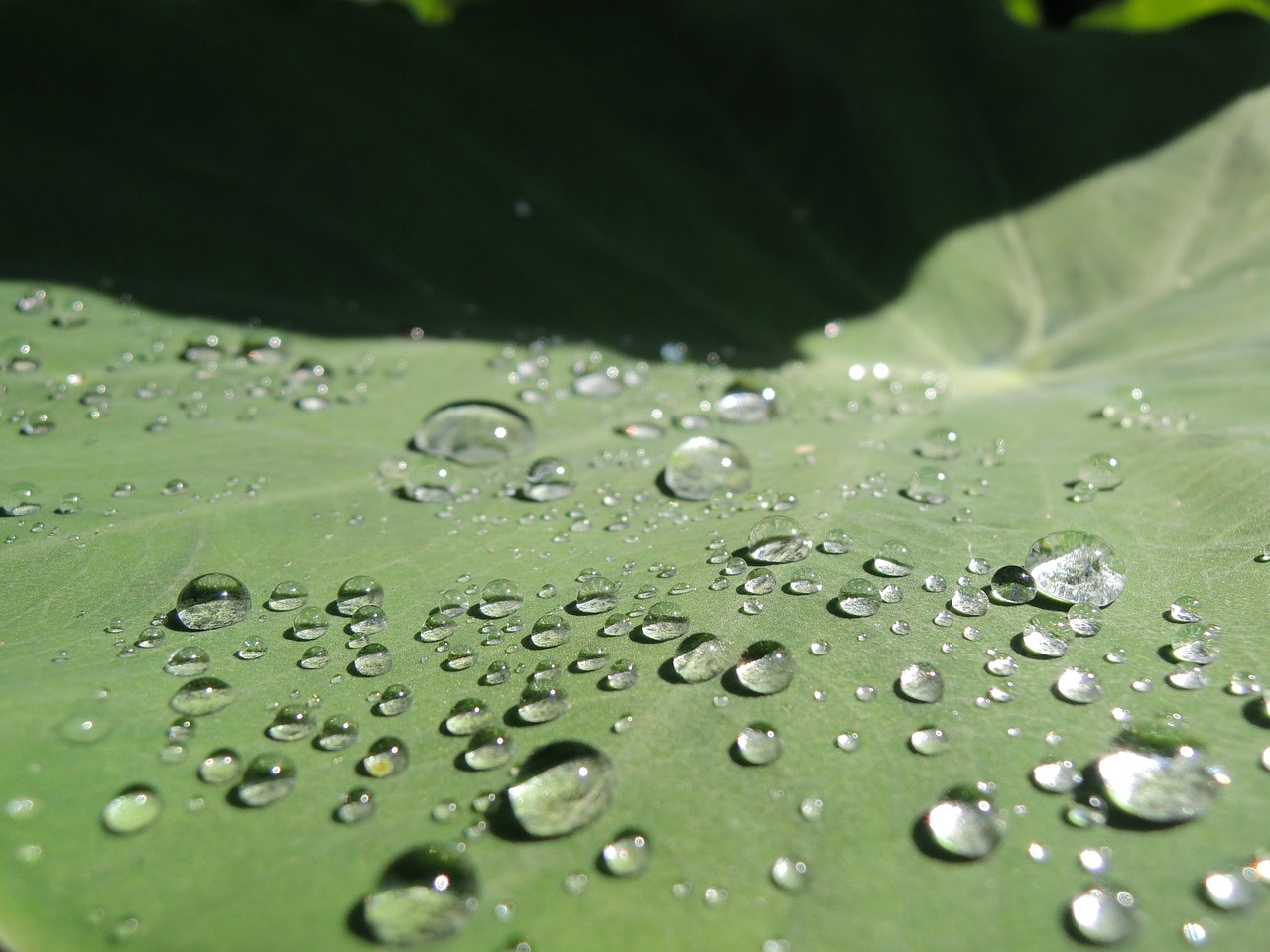 里芋の煮物レシピで人気の簡単な作り方は？