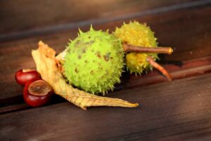 栗の甘露煮を美味しく作るためのレシピは？