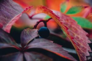 ぶどうジャムの簡単レシピはどのように作る？