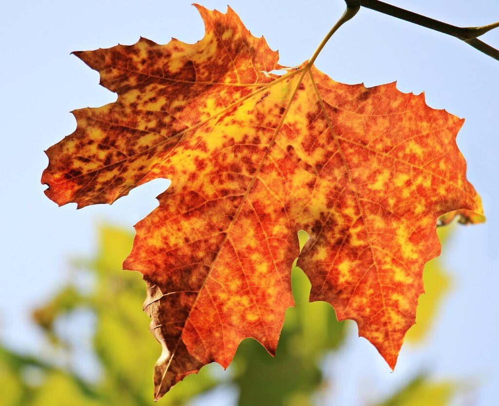 秋の味覚を楽しむための時短で作れるレシピは？