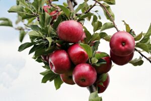 りんごを使った朝食の簡単レシピはこれだ！あなたも試してみる？