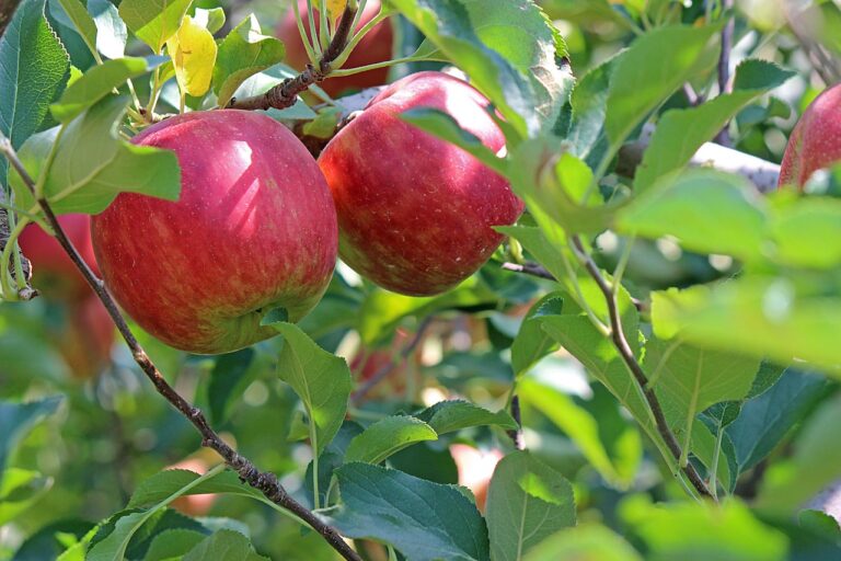 りんごを大量消費するための簡単レシピはこれで決まり？