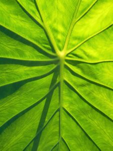 里芋のそぼろ煮を簡単に作るためのレシピは？