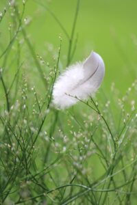 里芋を使った煮物の簡単レシピは？