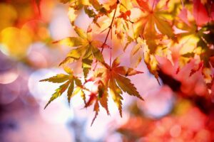 秋のリゾットを簡単に作るためのレシピは？