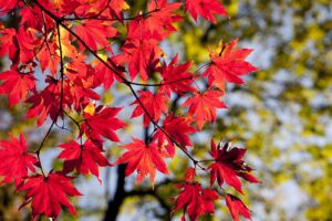秋のレシピの評判は本当にいいの？