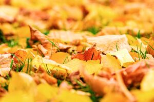 秋の料理の使い方はどうすればいい？