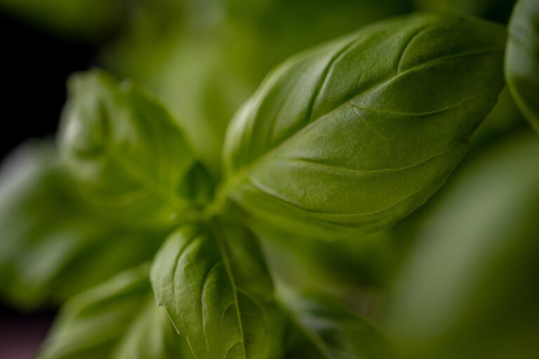 秋の料理の成分は何が重要？